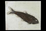 Fossil Fish (Knightia) - Green River Formation - Inch Layer #138593-1